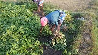 எங்கள் விவசாய நிலத்தில் வேர்க்கடலை அறுவடை செய்கின்ற முறையை பார்க்காலம் வாங்க நண்பர்களே!!!