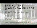 springtime at ananda