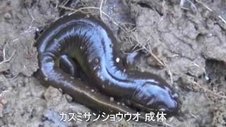 2017 玄海町のカスミサンショウウオ