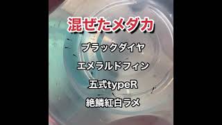 いろいろなメダカを混ぜて飼育した結果