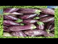 રીંગણી નાં રોપ ફક્ત 1 રૂપિયામા agriculture plants brinjal plants only 1 rs 2020