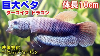 【ベタの繁殖】巨大ベタの飼育方法！ ﾀﾞｲﾅﾐｯｸなエサやり！