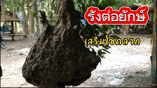 บุกเอารังต่อใหญ่บนต้นไม้สูงเสริมโชคลาภ