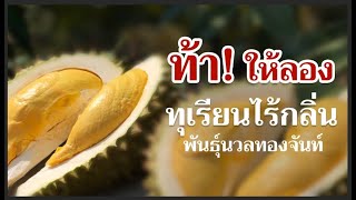 ท้าให้ลอง ! ทุเรียนไร้กลิ่น พันธุ์นวลทองจันท์ ของเด็ดเมืองจันทบุรี