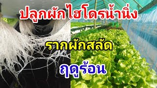 รากผักสลัด ฤดูร้อน Hydroponics/#บ้านสวนกิตติธรา #ผักสลัด