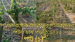 পশ্চিমবঙ্গের বর্ষাকালে শীতকালের  পটল চাষ পদ্ধতি ২০২৩