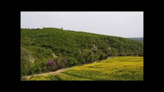 ΑΝΘΟΦΟΡΙΑ ΕΛΑΙΟΚΡΑΜΒΗΣ ΚΕΡΑΣΙΩΝ - CHERRY COLZA BLOSSOM