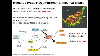 Embriología: Hematopoyesis