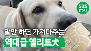 동물농장 17년 역사상 ‘역대급 천재犬’ 행복이 @TV 동물농장 20181028