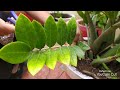 jade plant u0026zz plant care గురించి తెలుసుకుందాం.