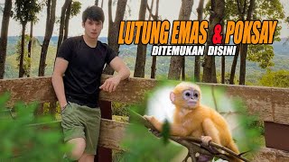 Dapat LUTUNG EMAS \u0026 Burung POKSAY Di Hutan Ini | Penelusuran