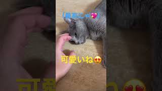 ご飯の後は甘えるけど・・・な猫（ロシアンブルー）#shorts