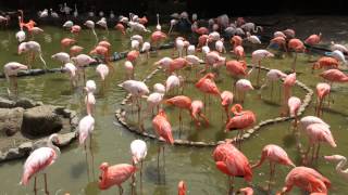 神戸市立王子動物園 フラミンゴ