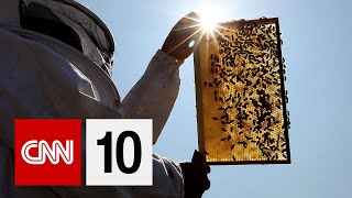 Why Honeybee Populations Are Declining | August 16, 2019