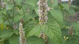 Anise Hyssop Plant Profile