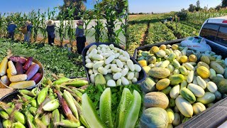 Fresno hmong cucumber's farm teb dib nyob USA