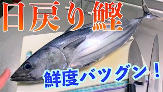 【カツオ】初鰹！鮮度抜群！日戻りカツオを捌いてお刺身にする