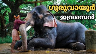 ഗുരുവായൂർ ഇന്ദ്രസെൻ 😍 Guruvayur Indrasen Elephant ❤️🐘 Kerala Top Elephants | Guruvayur Temple