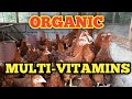 ORGANIC MULTI-VITAMINS FOR CHICKENS | FREE RANGE CHICKEN