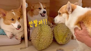 8코기네 넷째 코코의 두리안 사랑  ㅣWhy did the owner of the Durian store kick out all the customers?