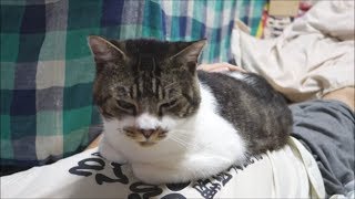 パパのおなかの上に乗るのが大好きな猫☆香箱座りする甘えん坊猫リキちゃん【リキちゃんねる　猫動画】Cat video　キジトラ猫との暮らし