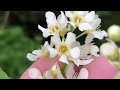 how to identify bird cherry prunus padus