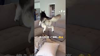 パリピハスキー４選🐺 #dog #shibaken #shibainu #siberianhusky #ハスキー #犬のいる暮らし #おもしろ動画 #癒し #おもしろい犬 #柴犬 #しば