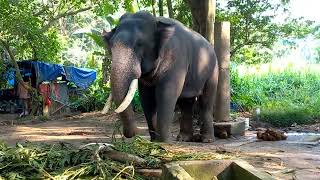 ♥️Guruvayur Krishna♥️🐘 Former Chief Minister of Tamilnadu - Amma donated this Elephant.