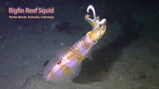 Bigfin Reef Squid