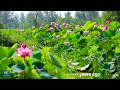 Beautiful lotus pond in Henan, central China