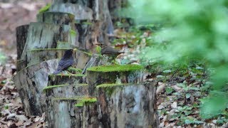 河口湖フィールドセンターのクロツグミ（雌雄）その２（4K60P動画）