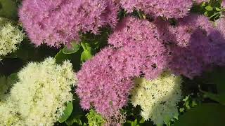 Sedum Flowers  - Stonecrop - Hemelsleutel