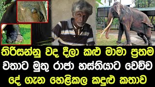 කලු මාමා මුතු රාජා හස්තියාට වෙච්ච දේ ගැන ප්‍රතම වතාවට හෙළිකල කදුළු කතාව!