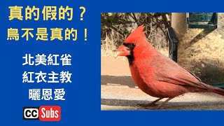 【真的假的？】鄉民指出：鳥不是真的！