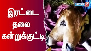 இரட்டை தலையுடன் பிறந்த கன்றுக்குட்டி