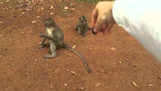 カンボジアで野生サルにぶどうをあげてみた！Cambodia monkey