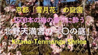 花の庭　北野天満宮　梅園ライトアップ