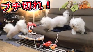 暇してるのを察してもらえなくてキレた犬！ビションフリーゼ