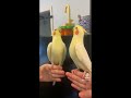 bird sings a duet with his owner addamsfamily singingbird tappingbird cute cockatiel fyp