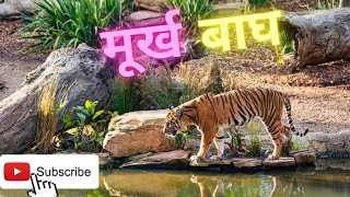 मूर्ख बाघ 🐯🐯🐯