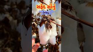 સફેદ સોનું #youtubeshorts #shortsfeed #shorts #agriculture #farming #trendingshorts #cotton #kapas