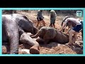 Baby Elephant Rescued From Mud Pit After Two Days