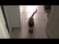 The sweetest most adorable Siamese cat meow