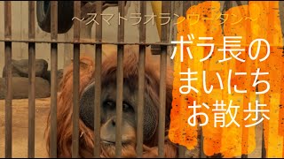 一緒にとべZOO「ボラ長のまいにちお散歩～スマトラオランウータン～」