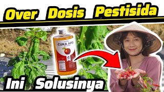 ♻️ Solusi Cara Sembuhkan Tanaman Yang Over Dosis Pestisida Insektisida Fungisida Kimia ♻️ Cuka Apel