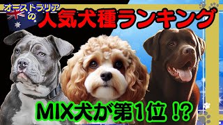 【ランキング】2024年最新！オーストラリアの人気犬種ベスト１０