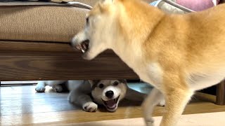 ソファの下から柴犬とじゃれ合うのが好きなシベリアンハスキーの子犬