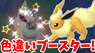 【ポケモンSV】色違いブースターがついに！夢の色違いイーブイズを目指して！【ポケモンスカーレットバイオレット】