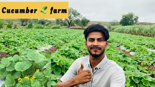 Cucumber  farm kannada | ಸೌತೆಕಾಯಿ 🥒 ಬೆಳೆ | krishi annadata | #farmer Annappa yallatti