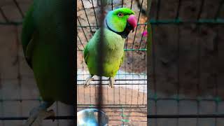 Very beautiful smart parrot🥰🦜😚